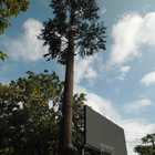ต้นปาล์มประดิษฐ์ลวงตา Telecom Tower Mobile Monopole Bionic Tree สัญญาณ Wifi